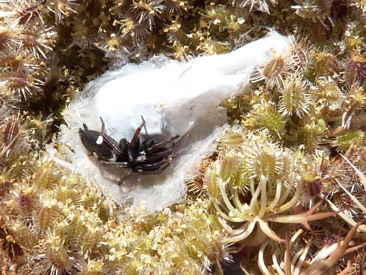 Nido e ovisacco di Aphantaulax sp. - S. Teresa Gallura (OT)
